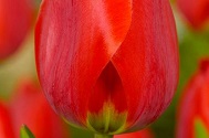 Tulp Apeldoorn